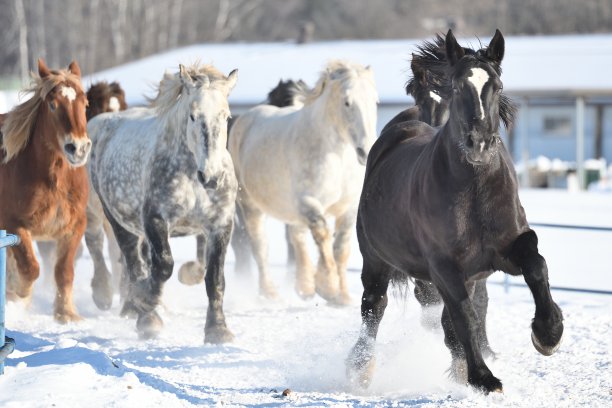 在北海道大福，一群农场马在冬季追逐马匹图片下载