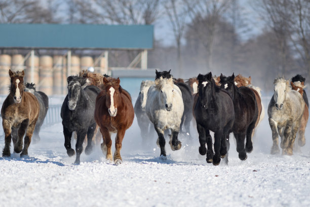 在北海道大福，一群农场马在冬季追逐马匹图片下载
