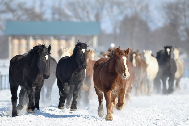 在北海道大福，一群农场马在冬季追逐马匹图片下载