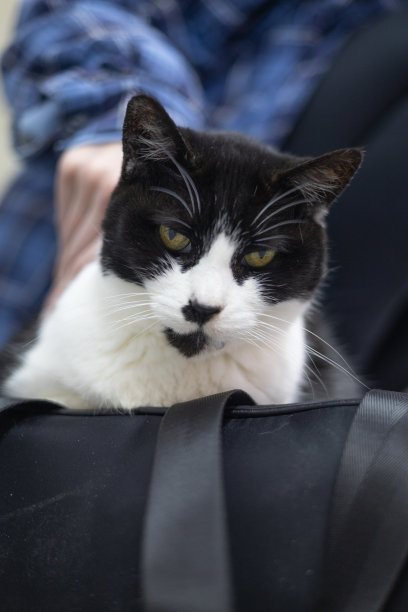 在纽约比肯的豆子汽车咖啡馆里的一只猫的垂直镜头图片下载