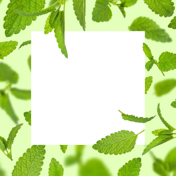 新鲜的绿薄荷叶，柠檬香膏，梅莉莎，薄荷，绿色背景上空白的白色方片。薄荷叶的纹理、图案。茶叶成分生态有机自然布局图片下载