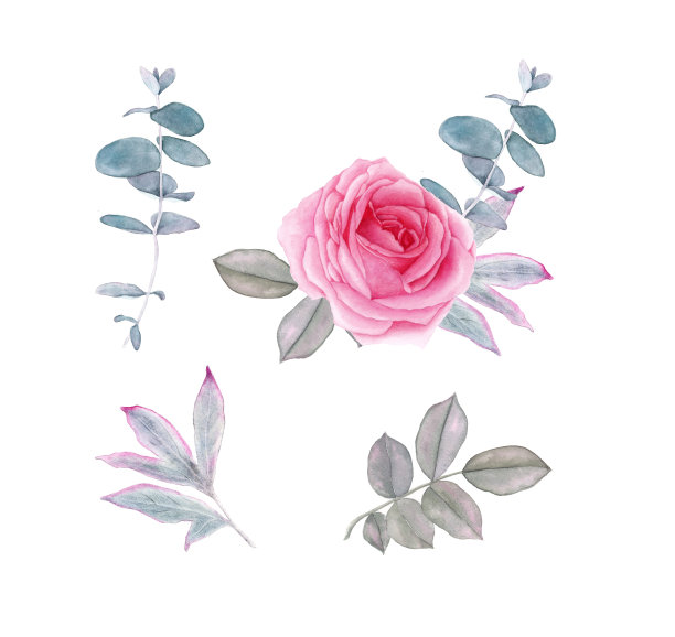 水彩画集浪漫的花朵和树叶，孤立在白色的背景上。玫瑰，牡丹，桉树银元。图片下载