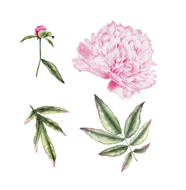 水彩画以牡丹花叶为背景，孤立于白色背景之上。卡片，请柬。图片下载