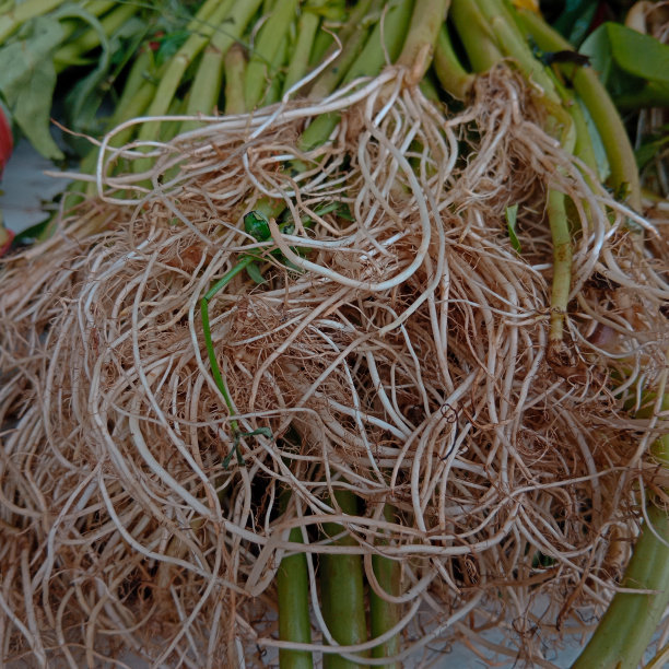 甘蓝植物的根图片下载