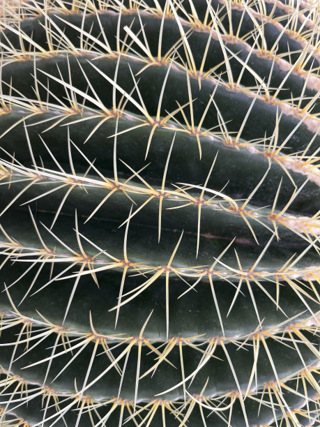 仙人掌植物的细节图片下载