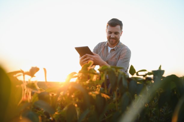 一位农民正在检查一片绿色的大豆田。收获的概念图片下载