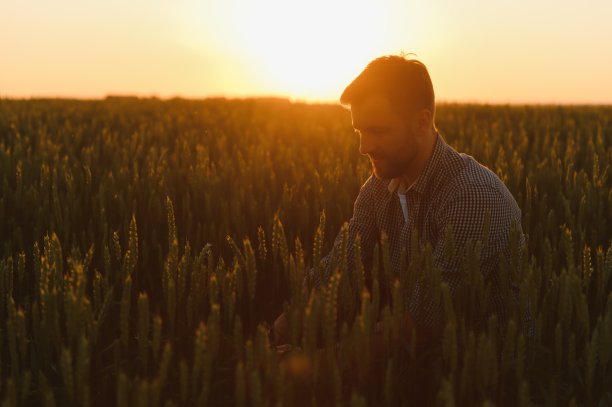 农民在麦田检查新作物的质量特写。农业工人手里拿着金黄色的小穗，评估它们的成熟程度。收获的概念图片下载