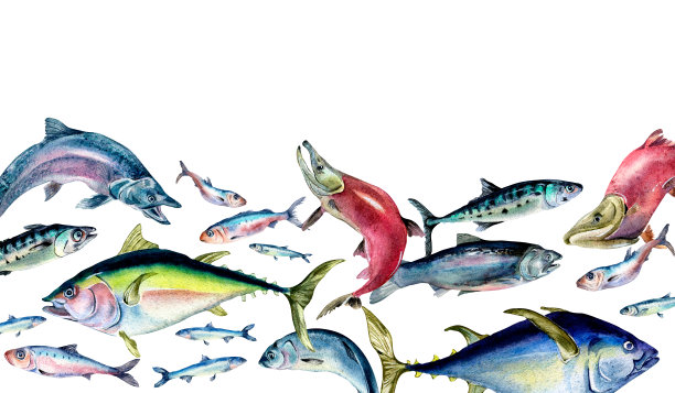 旗帜上各种海鱼游泳的水彩画孤立在白色上。图片下载