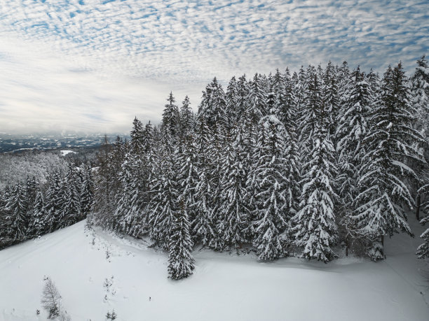 冬天的松林，有美丽的多云天空图片下载