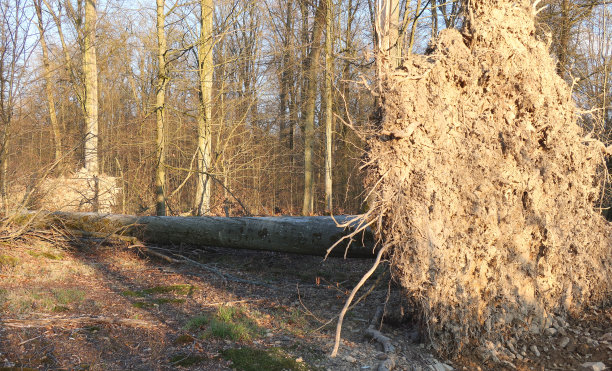 森林里倒下的山毛榉图片下载