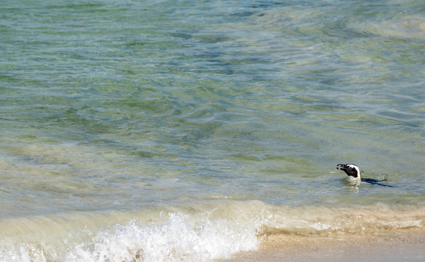 南非开普敦外著名的巨石海滩上的野生非洲角企鹅图片下载