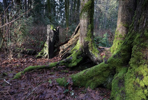 加拿大不列颠哥伦比亚省树上的苔藓图片下载