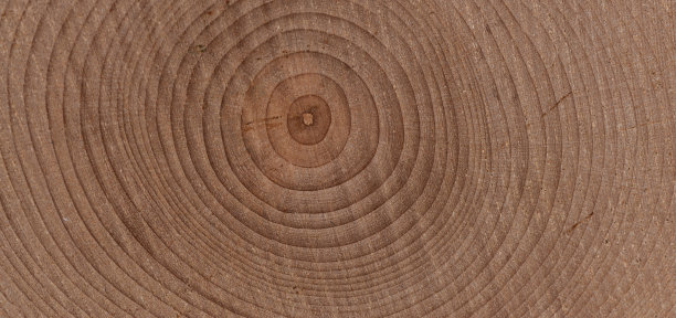 美丽的树木横截面图片下载