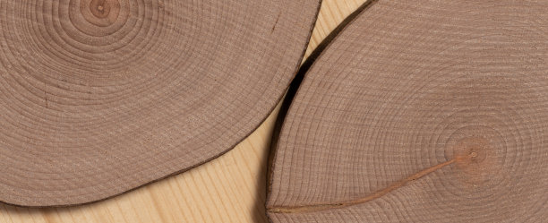 美丽的树木横截面图片下载