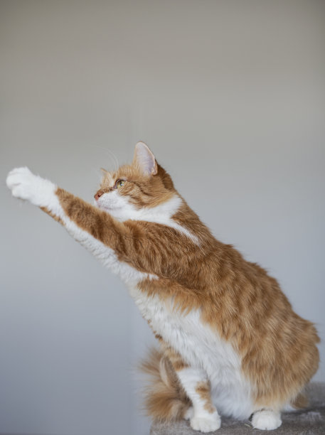 可爱的家猫在家里摆姿势，国家猫日，家庭宠物图片下载