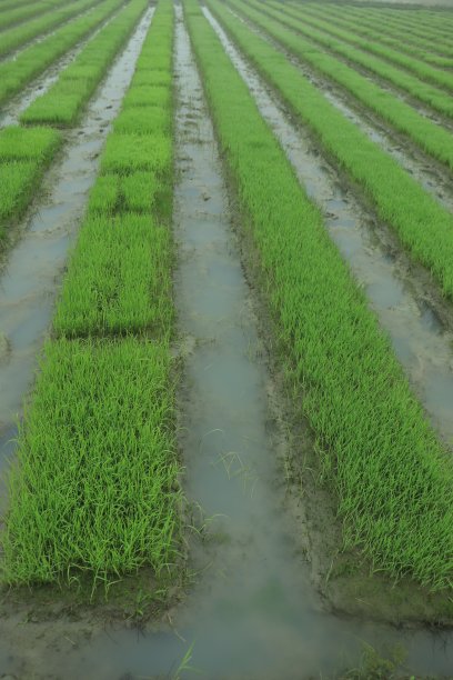 靠近稻田里的水稻幼苗，新鲜的绿色背景上有潮湿的雨滴图片下载