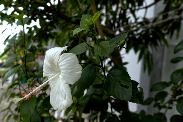芙蓉或白色植物花，绿色叶子为背景图片下载