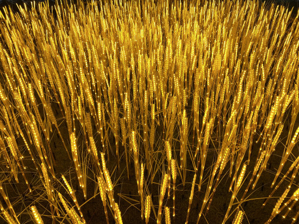 金黄色的假小麦，美丽的金色稻谷模型。抽象的光背景。图片下载