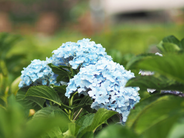 冬季花卉图片下载