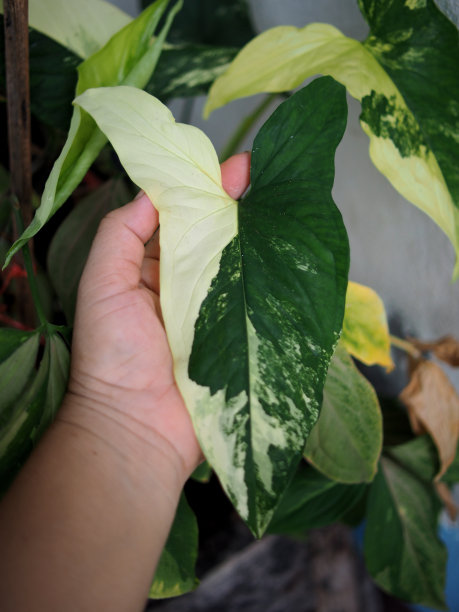盆栽植物和杂色叶子图片下载