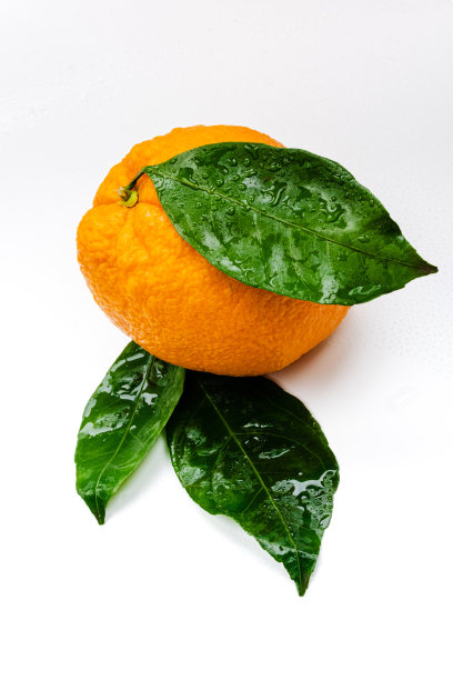 整个橙色果实和绿色叶片孤立在白色背景上。新鲜的橙子柑橘与水滴接近图片下载