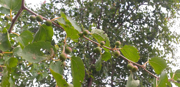 水牛刺(Ziziphus mucronata)图片下载