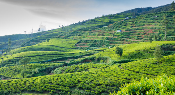 美丽的茶园在山上图片下载