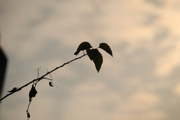 日落(背景)图片下载