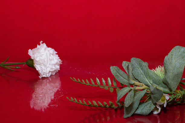 白色康乃馨，红色背景，春天的雨滴，不同的光和影。图片下载