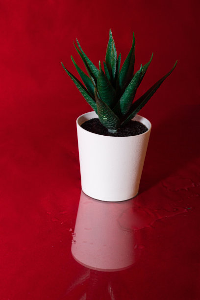白色的花盆，绿色的仙人掌种植在红色的背景上，地面上反射着春雨的雨滴。图片下载
