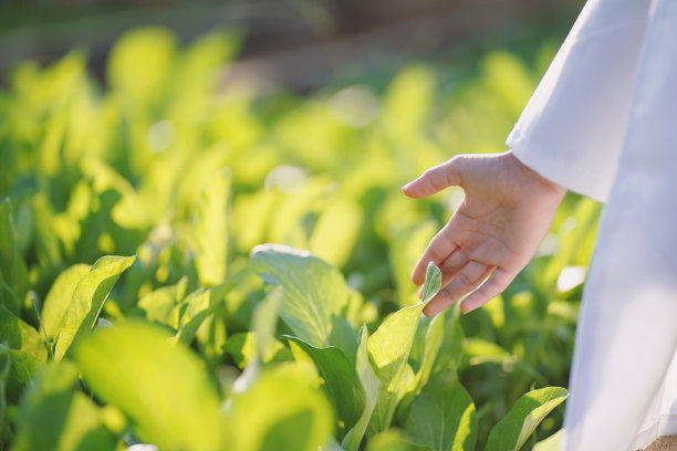 一个女孩正在学习种菜。智慧农业，种菜、栽培、种植的新创新。图片下载