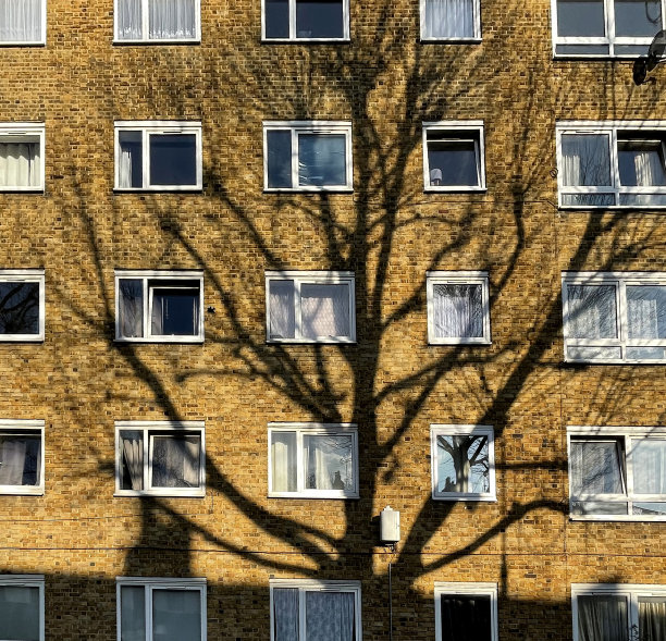 树影和窗户图片下载