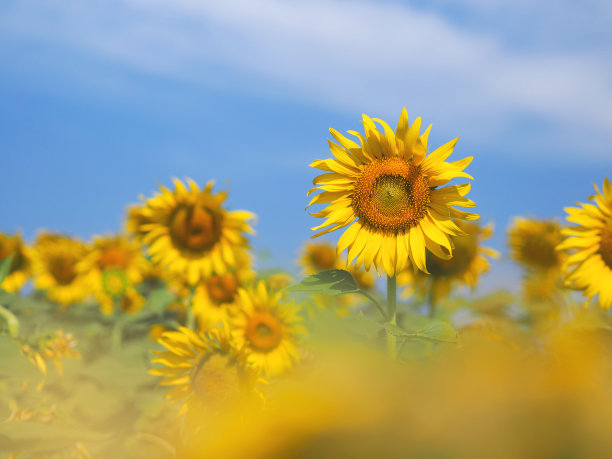 盛开的向日葵在蓝色的天空背景。图片下载