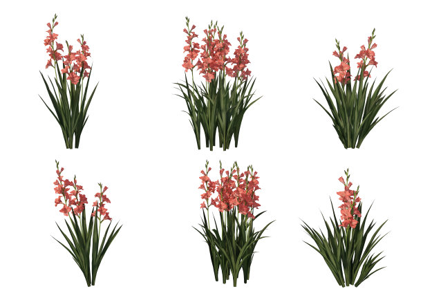 在白色背景上渲染灌木和花朵图片下载