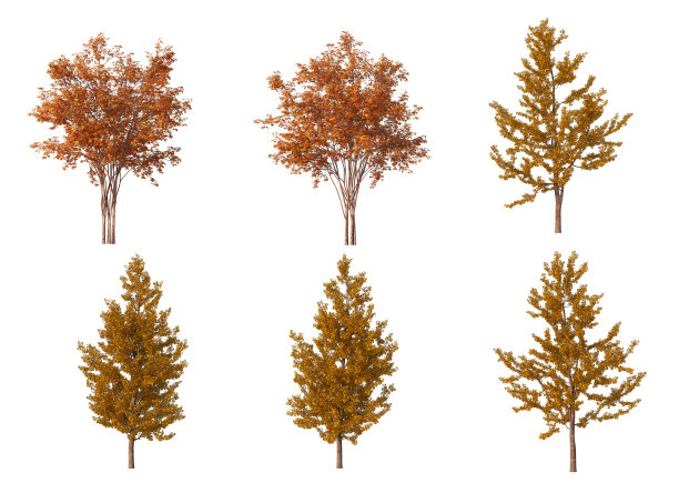 在白色背景上3d渲染秋天的森林图片下载