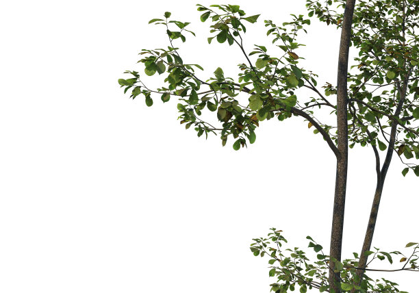 在白色背景上3d渲染前景分支图片下载