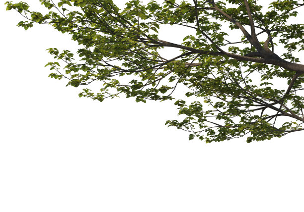 在白色背景上3d渲染前景分支图片下载