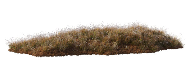 在白色背景上3d渲染秋天的森林图片下载