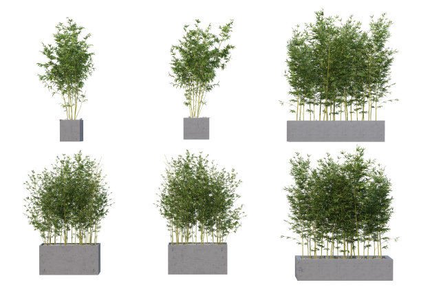 三维渲染竹子树在白色背景图片下载