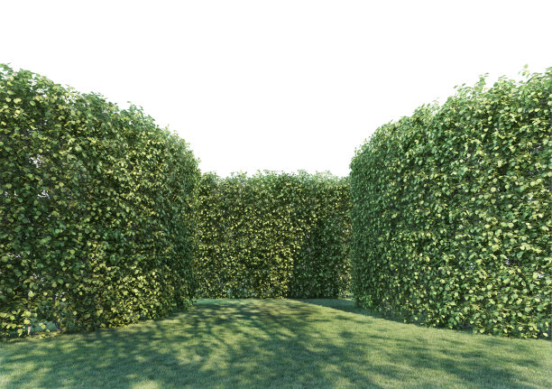 3D渲染墙植物和草坪的白色背景图片下载