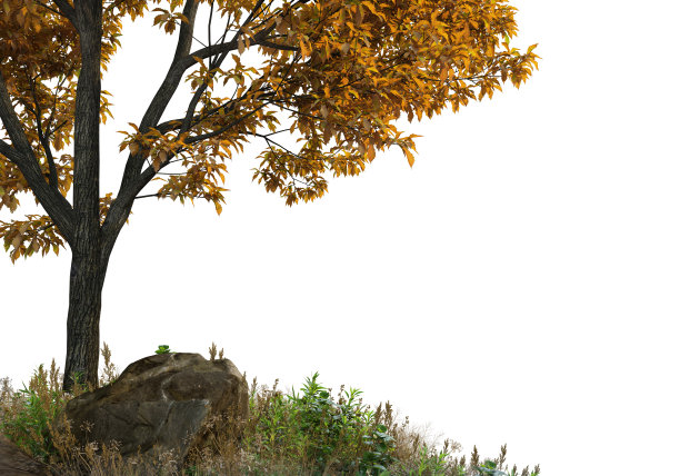 在白色背景上3d渲染前景分支图片下载