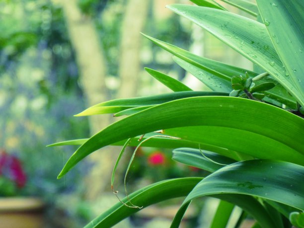 花园的绿色角落图片下载