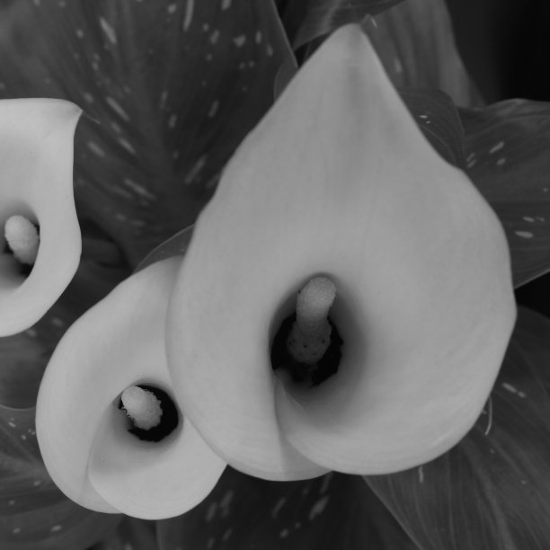 马蹄莲图片下载