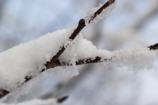 在一个寒冷的冬天，白雪皑皑的树枝上，靠近。自然背景。选择性植物背景。高质量照片图片下载