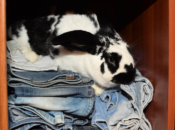 可爱的小兔子坐在衣柜里啃牛仔裤。幽默图片下载