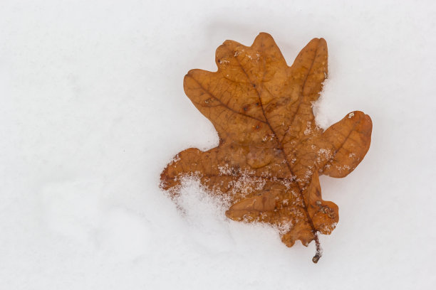 纹理,冬天的背景。初雪上的黄秋叶。干燥的叶子躺在松软的雪上，在地上。换季概念。本空间图片下载