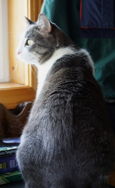 沉思的猫图片下载