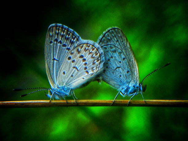 蝴蝶交配图片下载