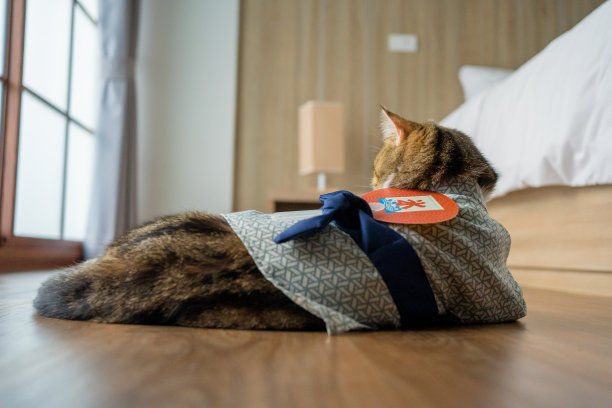 旅游日本概念与苏格兰猫穿日本风格的布料图片下载