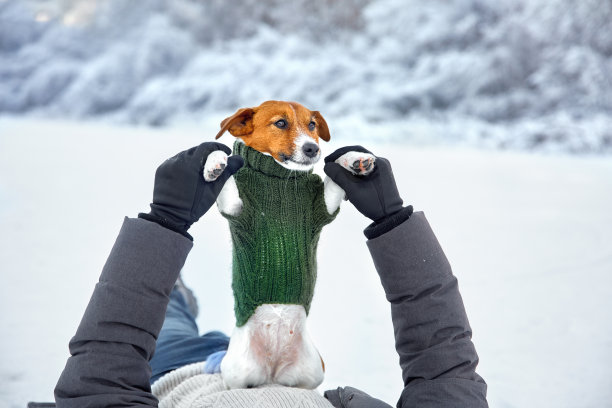 冬季的狗图片下载